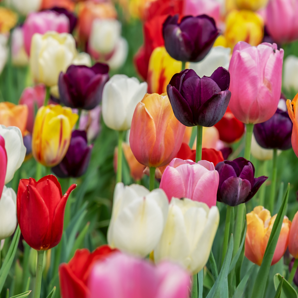 A Guide to the Different Types of Tulip Bulbs