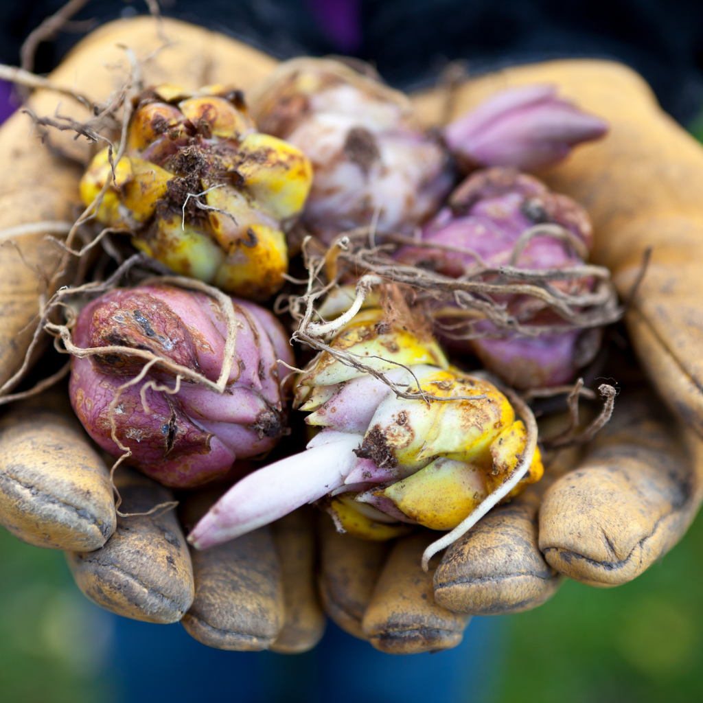How to Plant Bulbs in Pots: A Step-by-Step Guide for Gorgeous Blooms