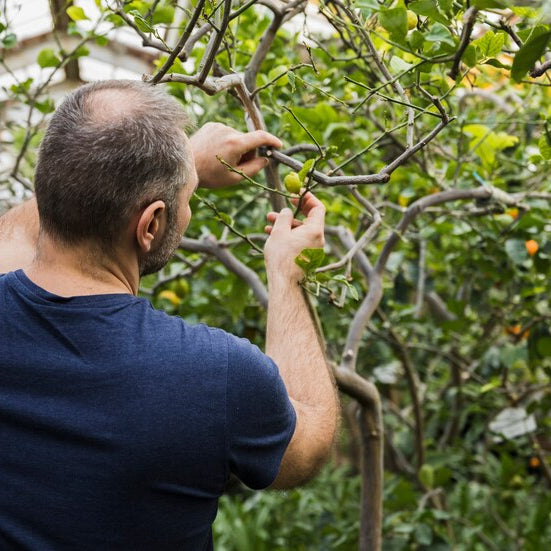 Fruit Tree Pruning Course - Frank P Matthews
