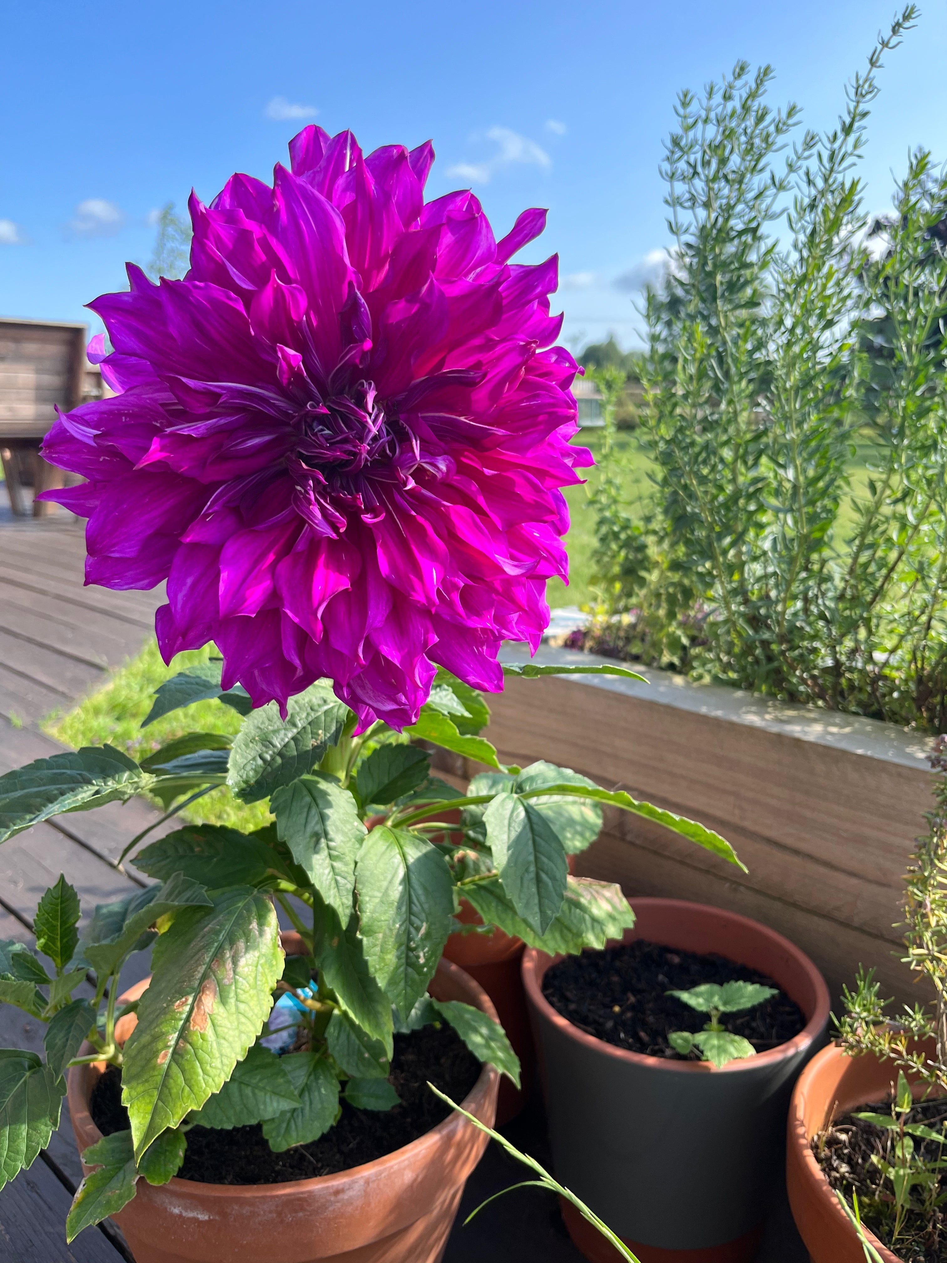 How to Grow Dahlias in Pots