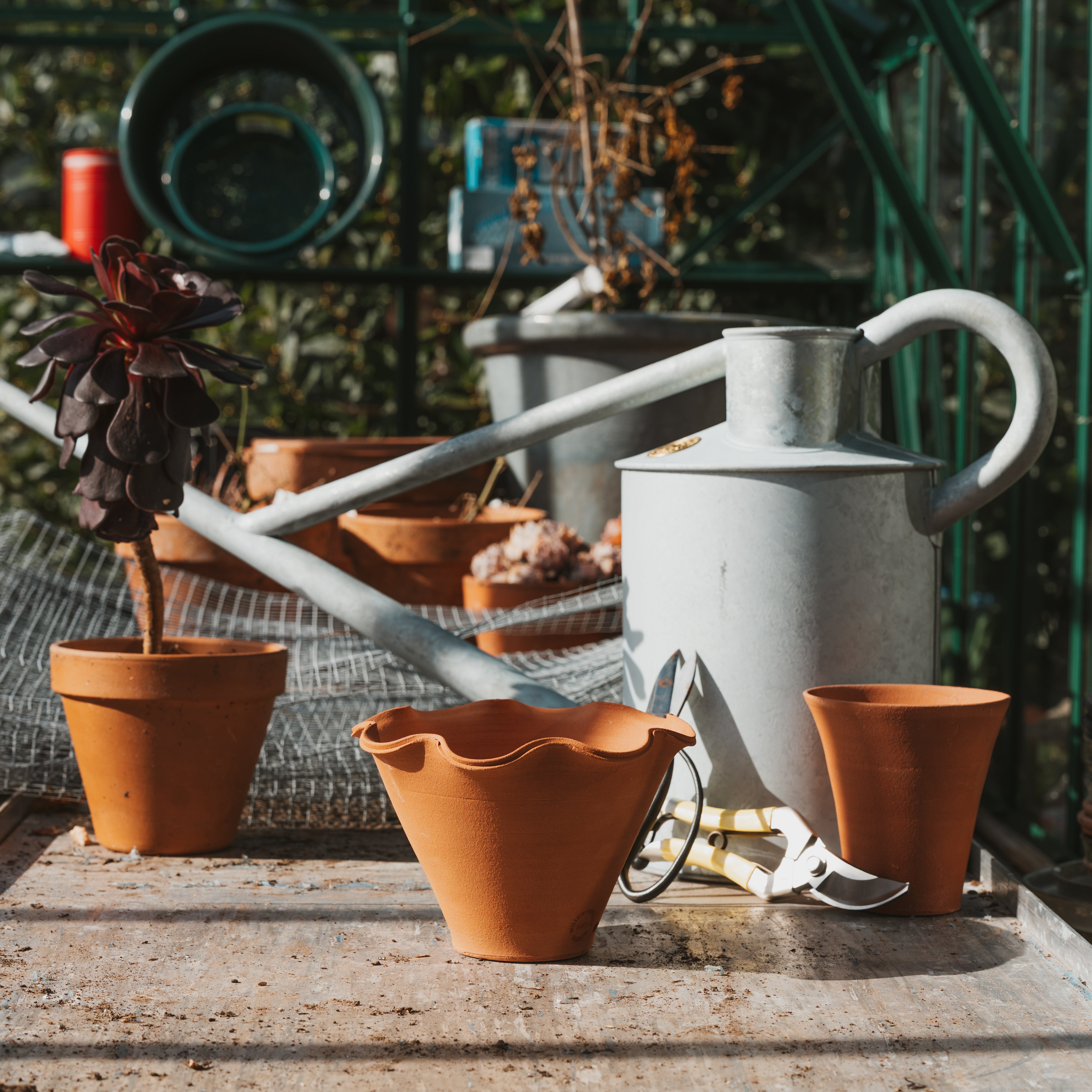 Watering Your Terracotta Pots as the Season Blooms