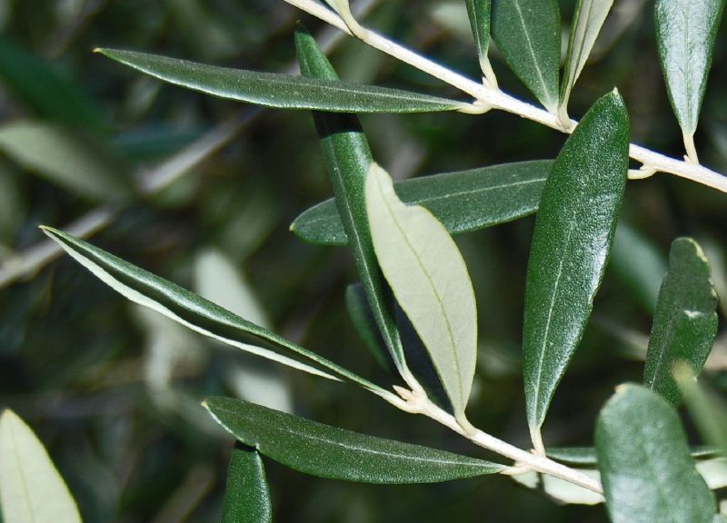 How to Grow Olive Trees in Pots