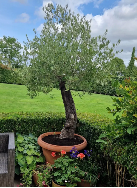 Tom's Yard Top Trees for Seasonal Interest in Pots