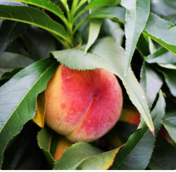 Creating an orchard at home in pots!