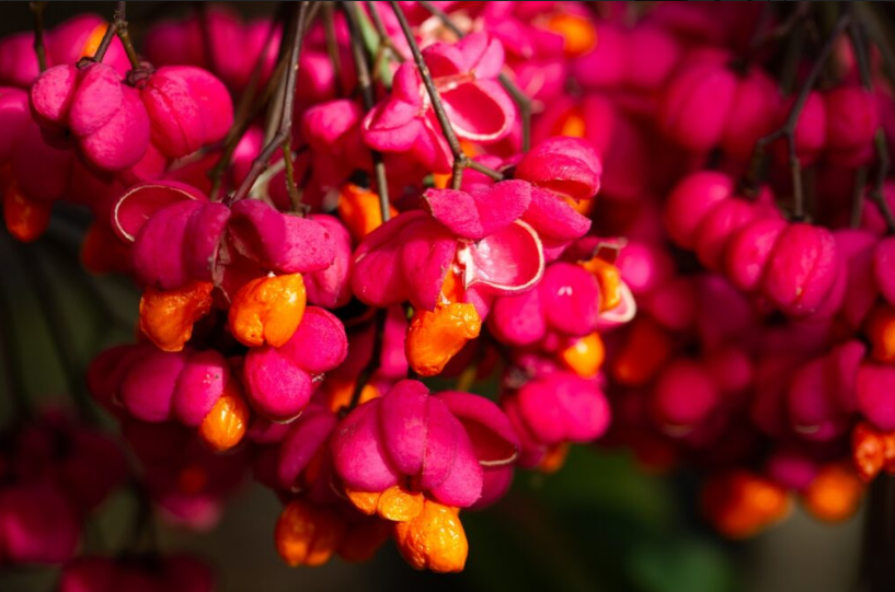 Pots Bursting with Berries for the Birds