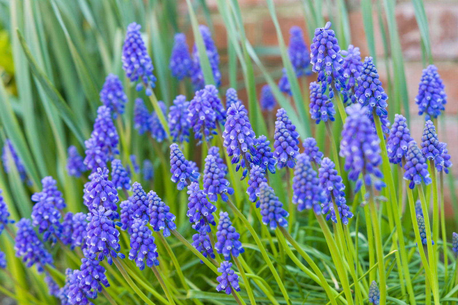 22nd March, Generous Gardener Specialist Plant Sale