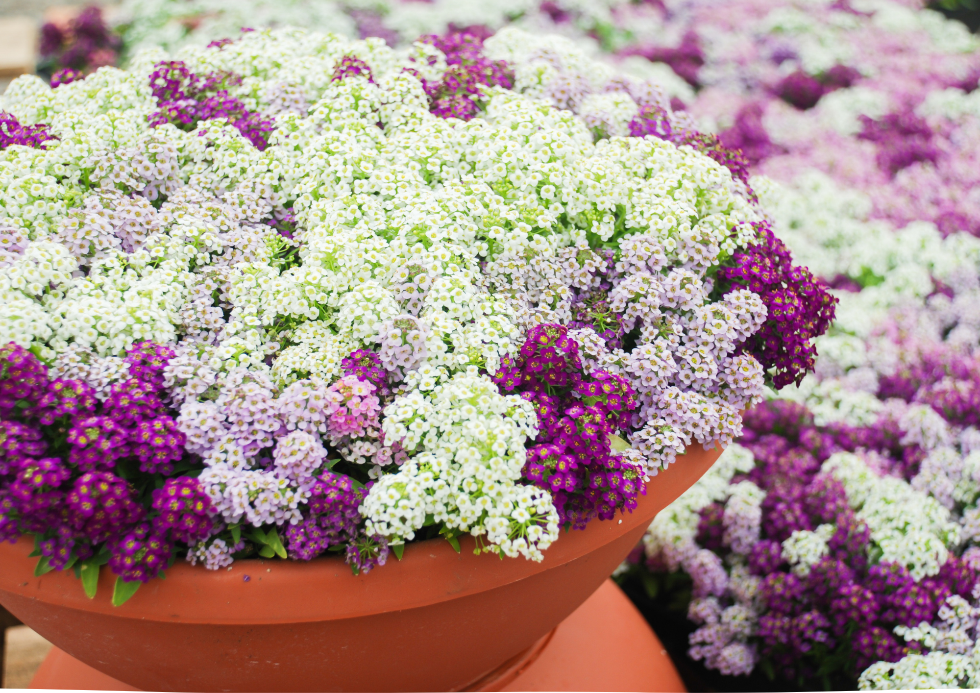 Scentsational Pots for Sensational Gardens