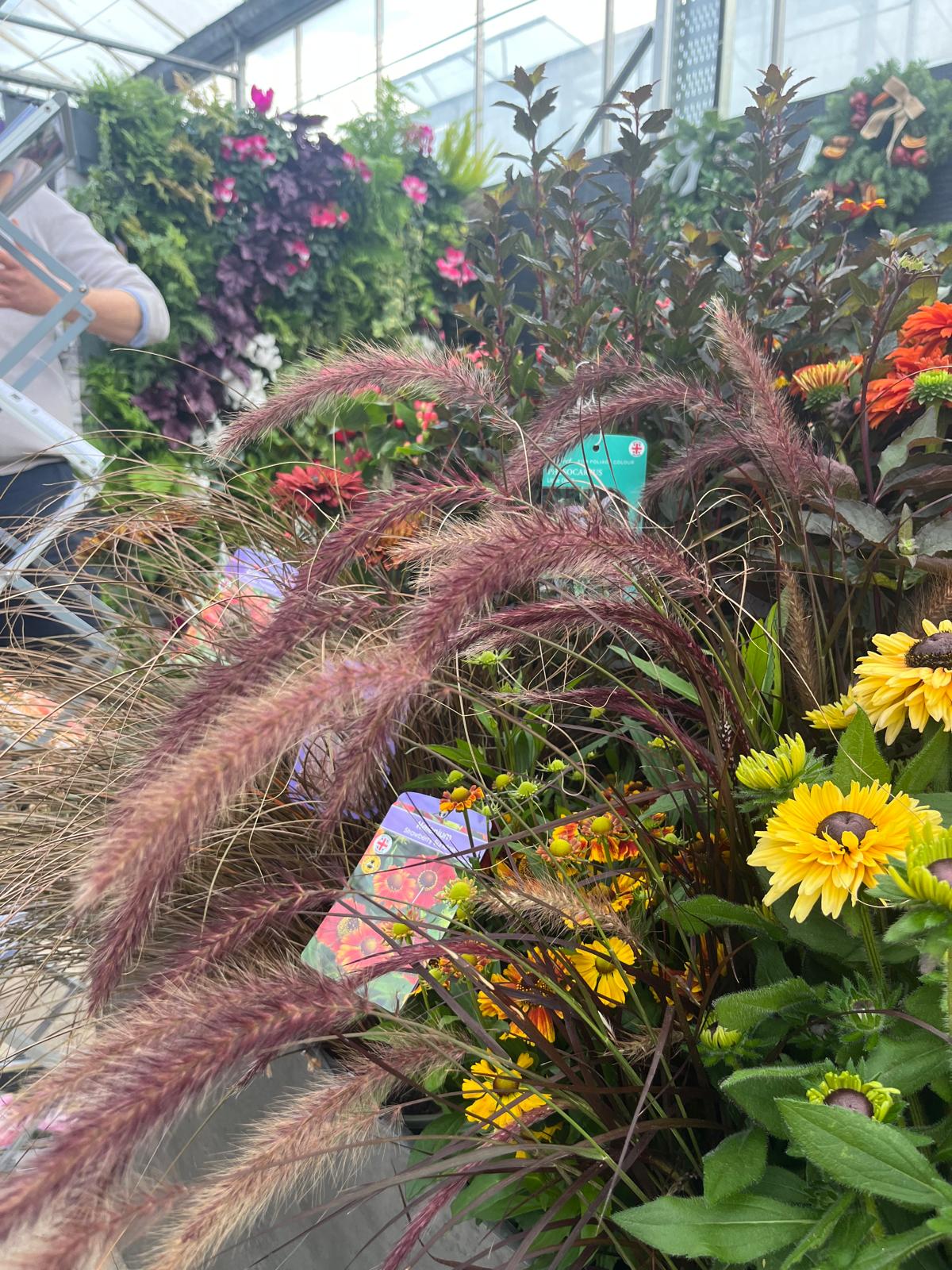 Changing with the seasons. The reason you should grow ornamental grasses in pots.