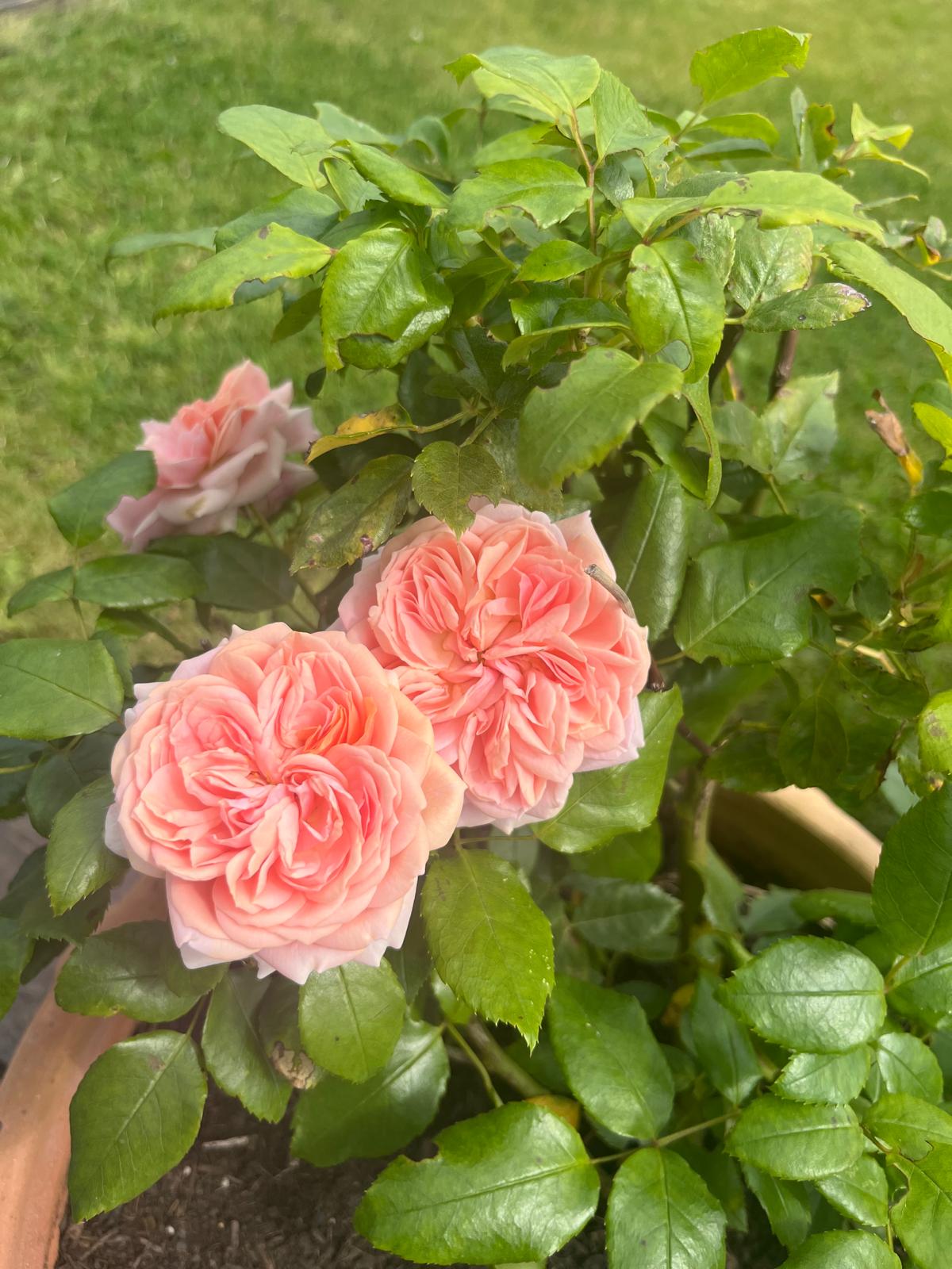 How to Grow Beautiful Roses in Terracotta Pots