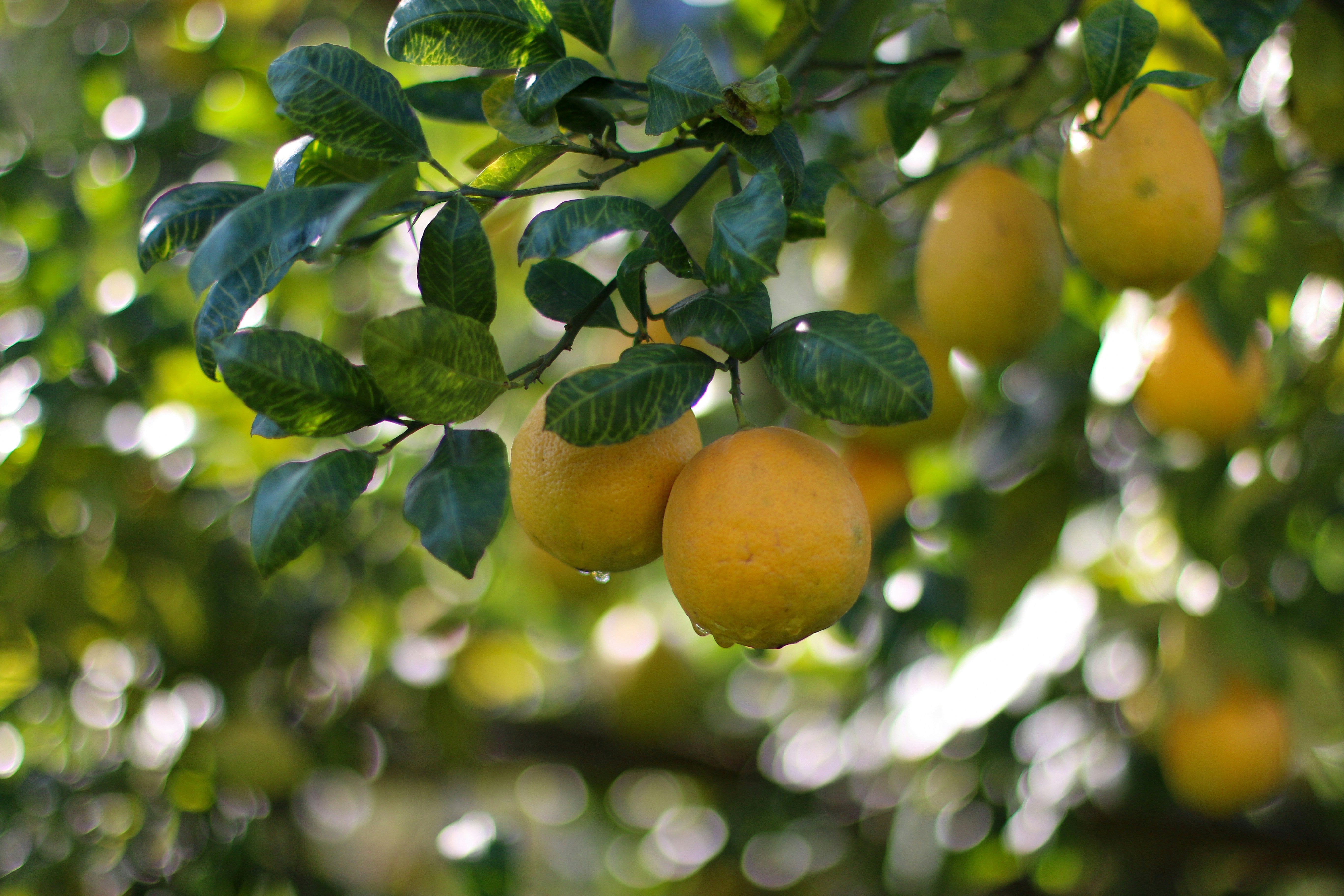 Getting Fruity - Growing Fruit in Terracotta Pots