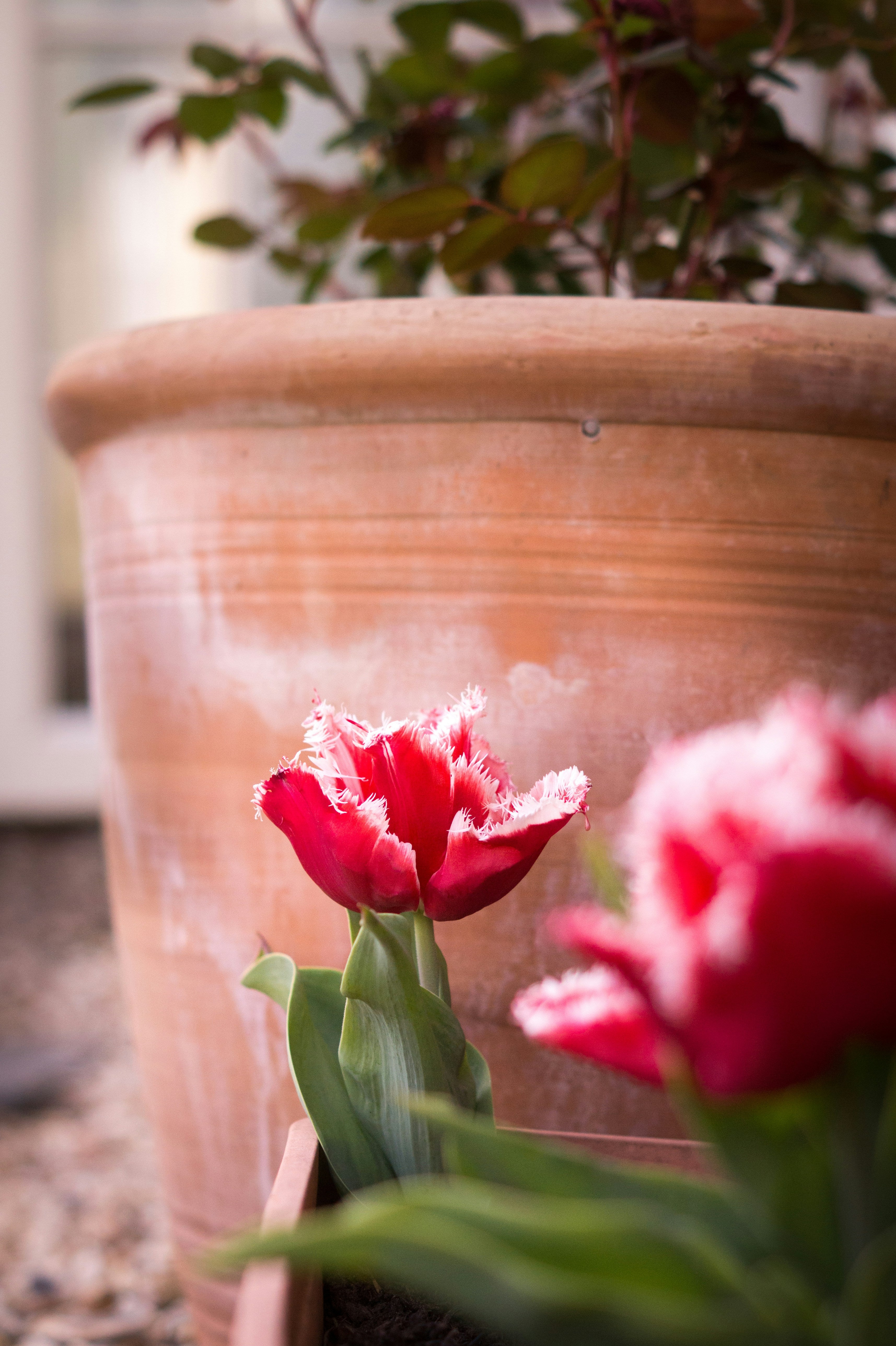 Creating Showstopping Spring Pots with Tulips