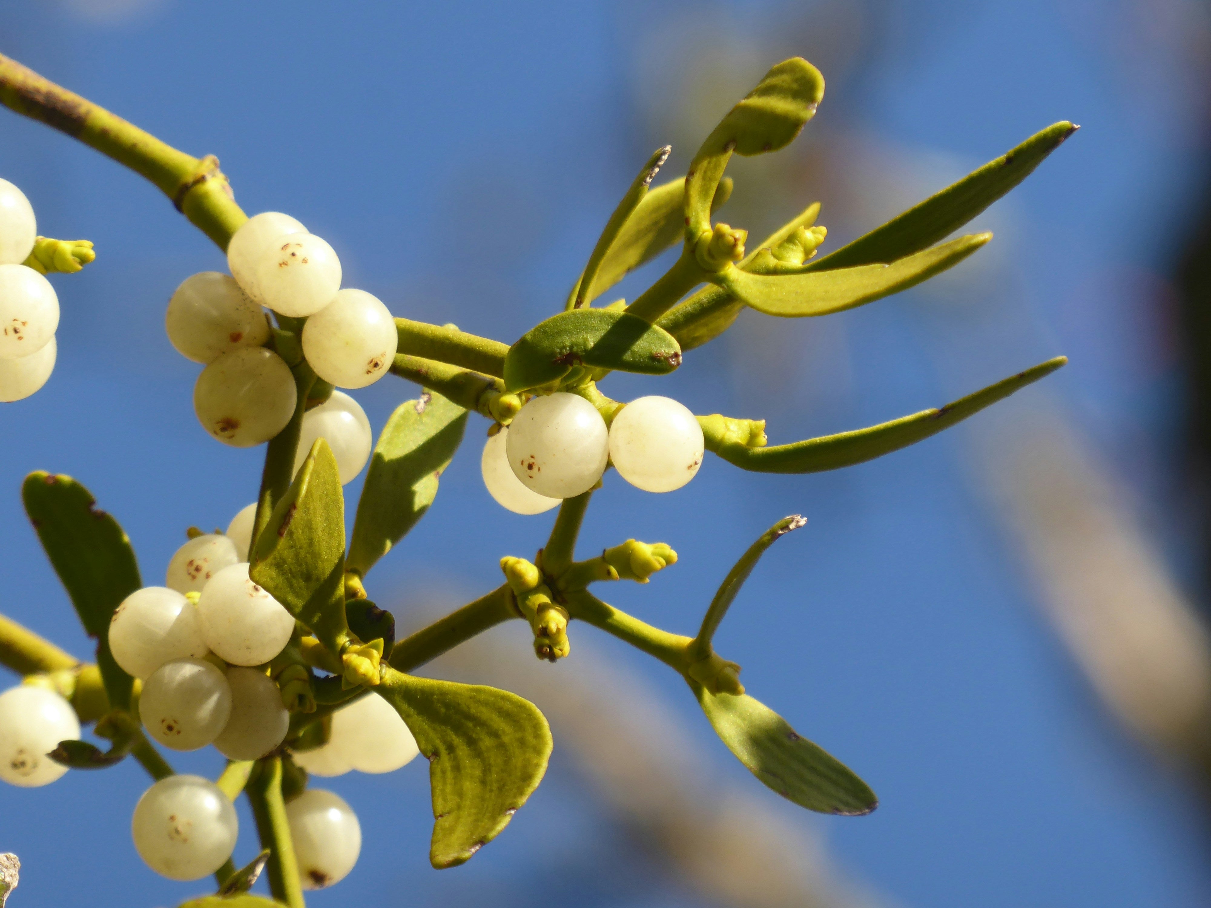 Why do we kiss under the mistletoe?