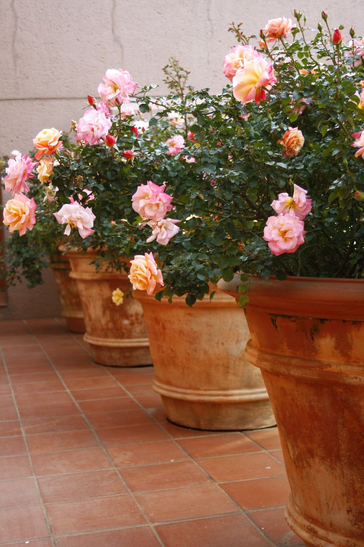 Pot Yard Roses Tom's Yard Best Bare Root Roses for Pots
