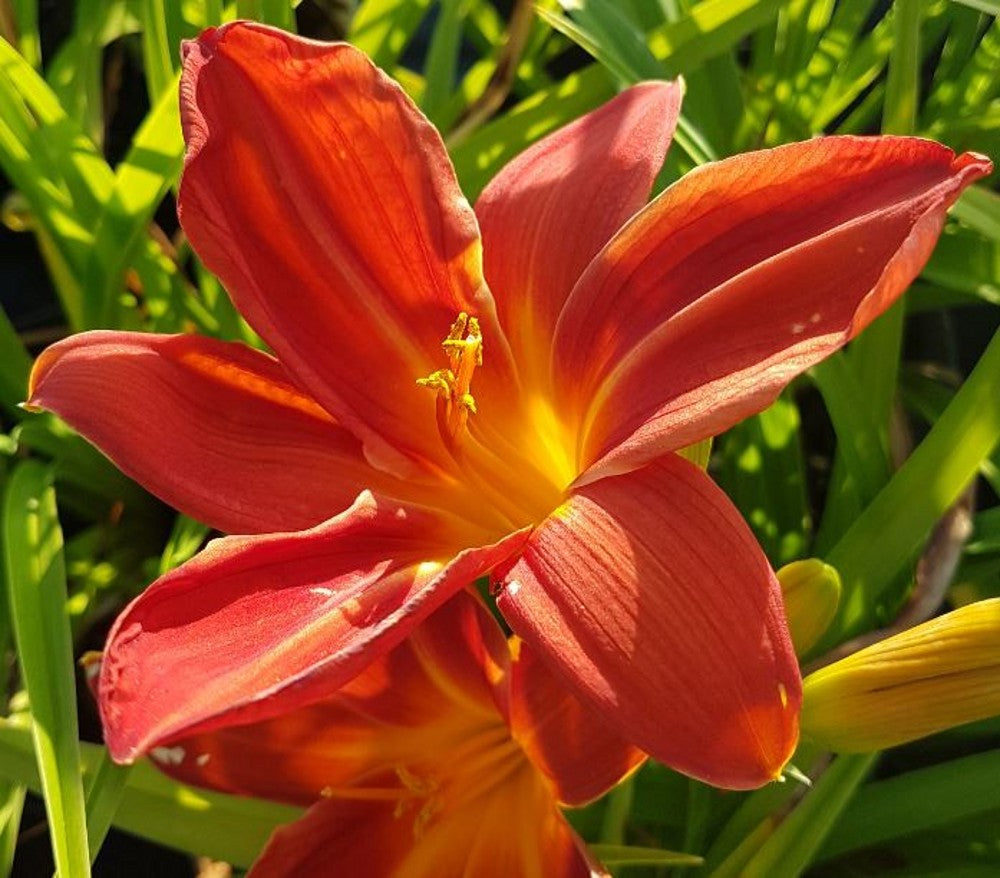 10 Questions With: Newhope Daylilies