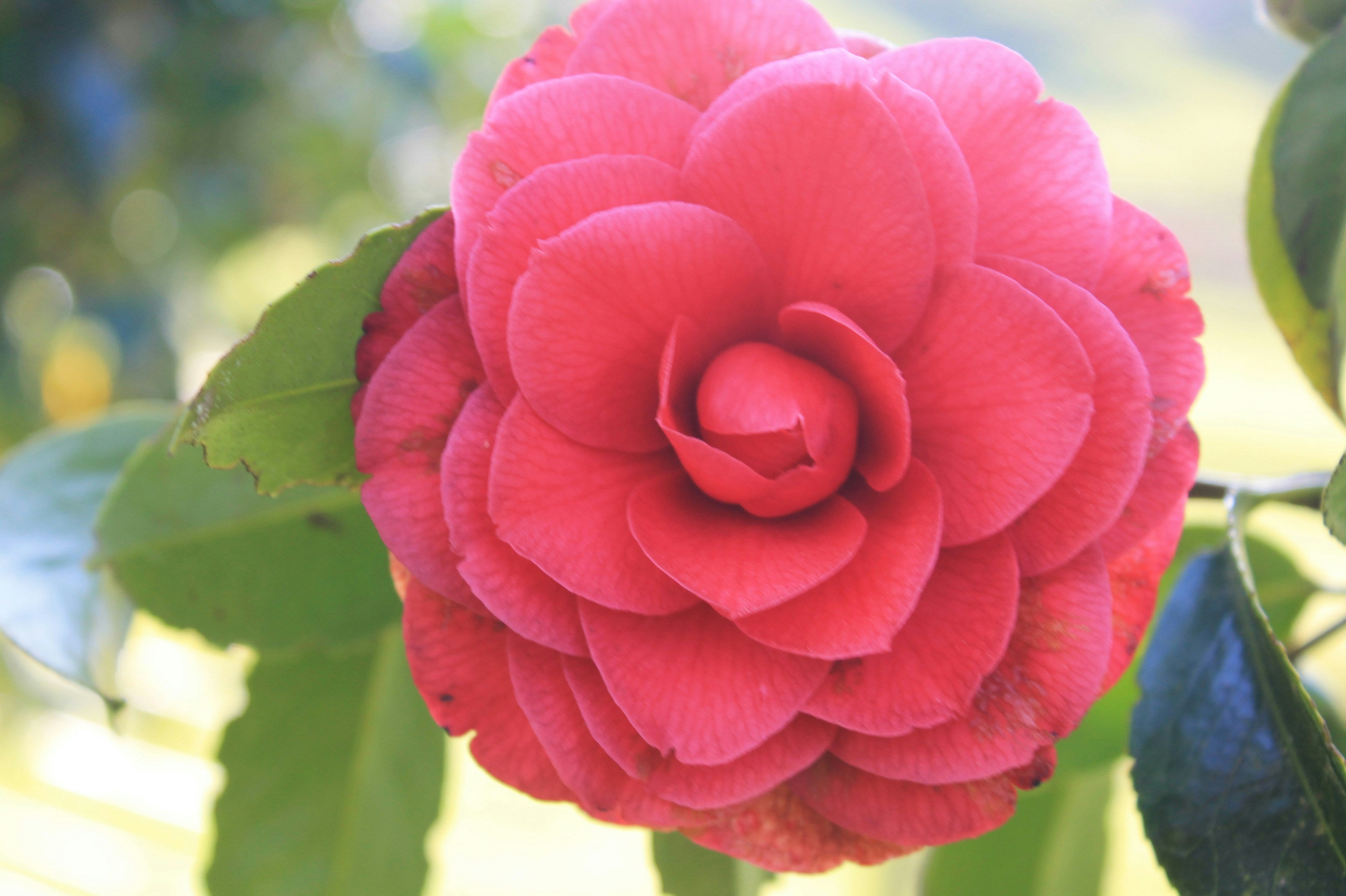 Evergreen Pots for Everyday Interest