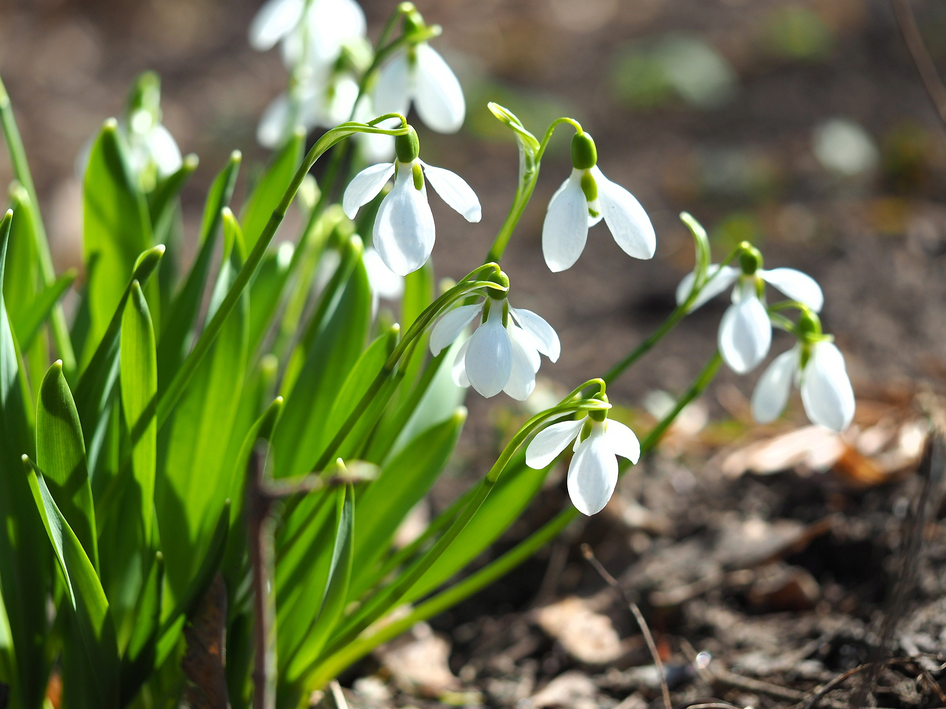 Snowdrops