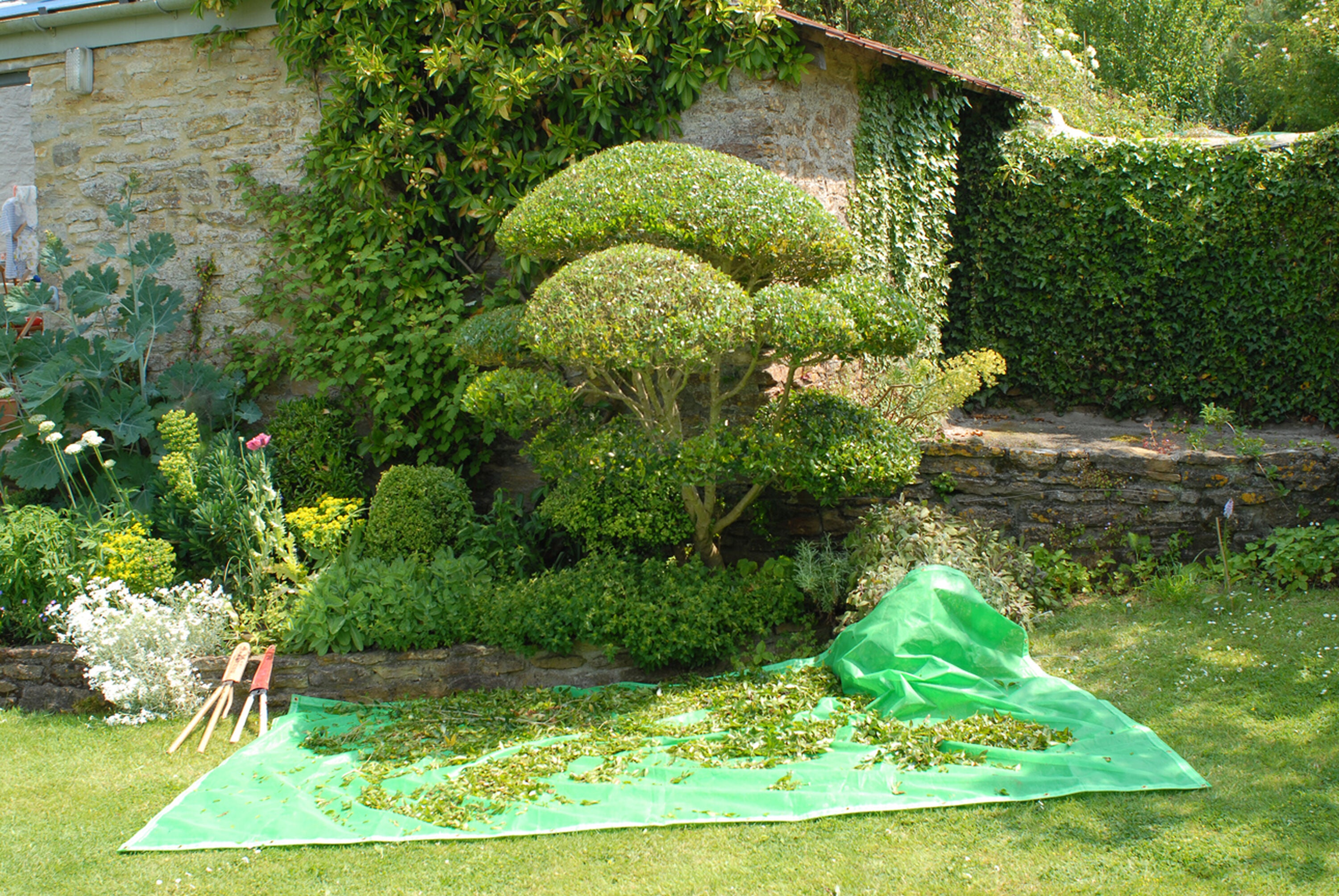 Introducing Niwaki's XL Pruning Sheet