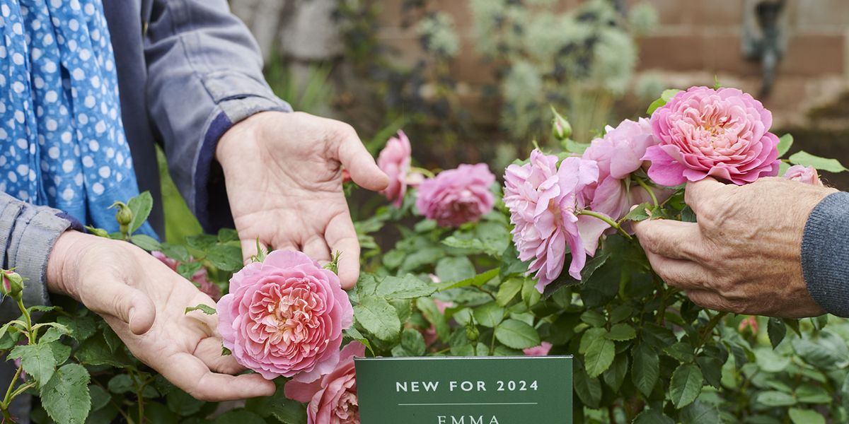 Celebrate David Austin's Latest Rose