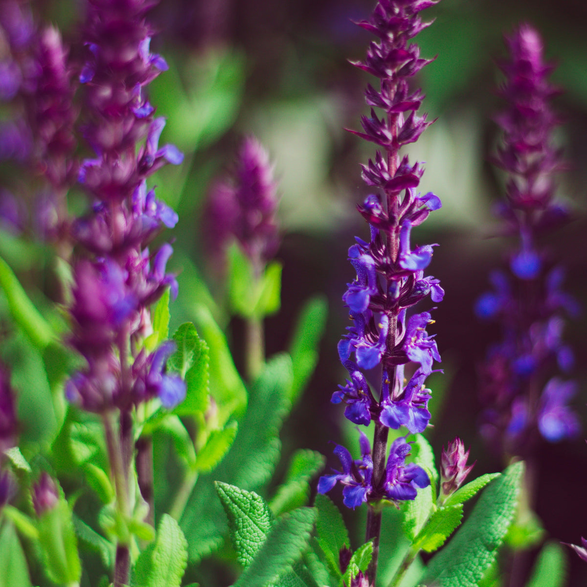 Maximalist Planting - Achieving RHS Chelsea Trends at Home in Pots ...