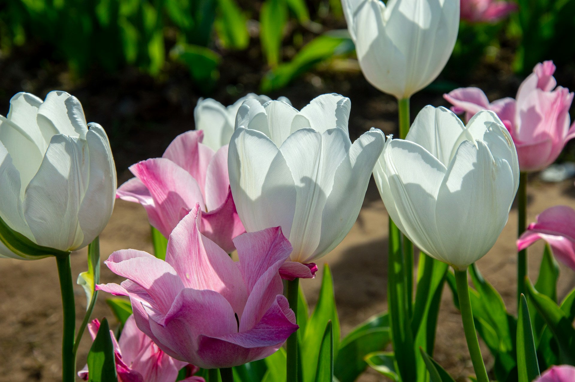 Colour Perfect Spring Pots