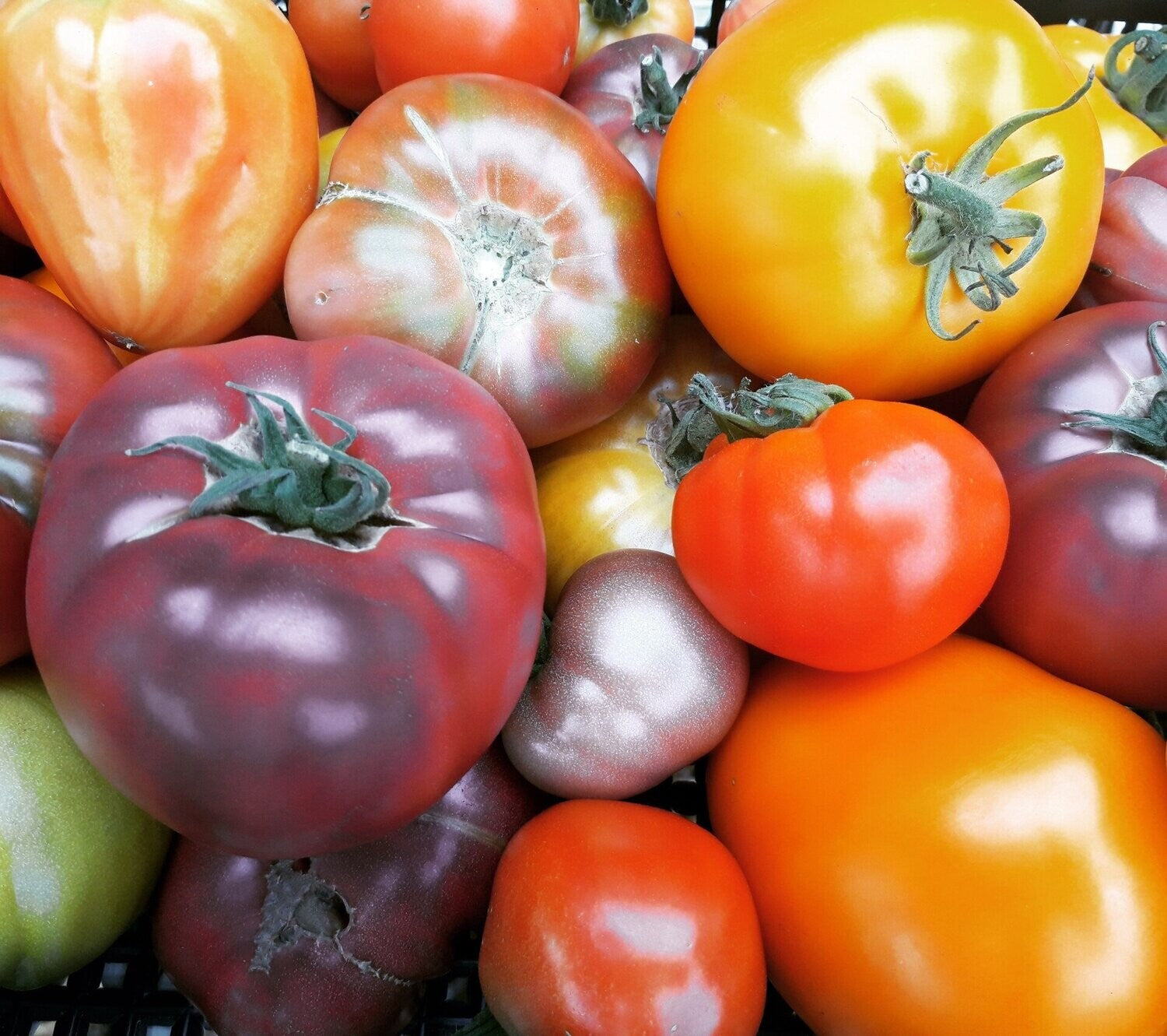 10 Questions With: Tomato Revolution