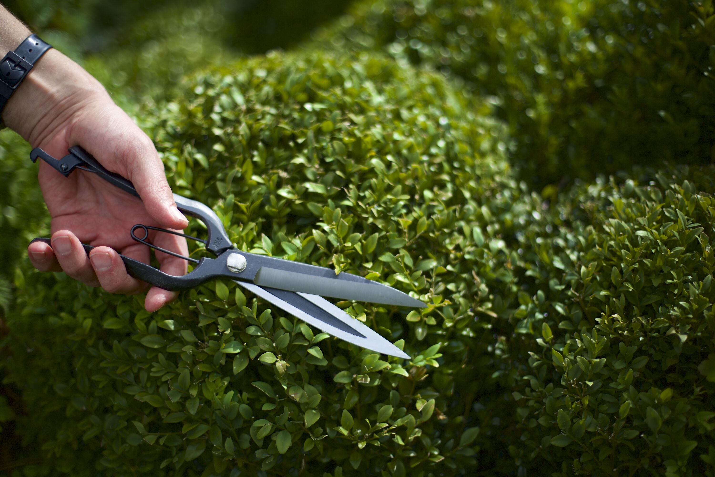 Introducing the Niwaki Sentei Clippers