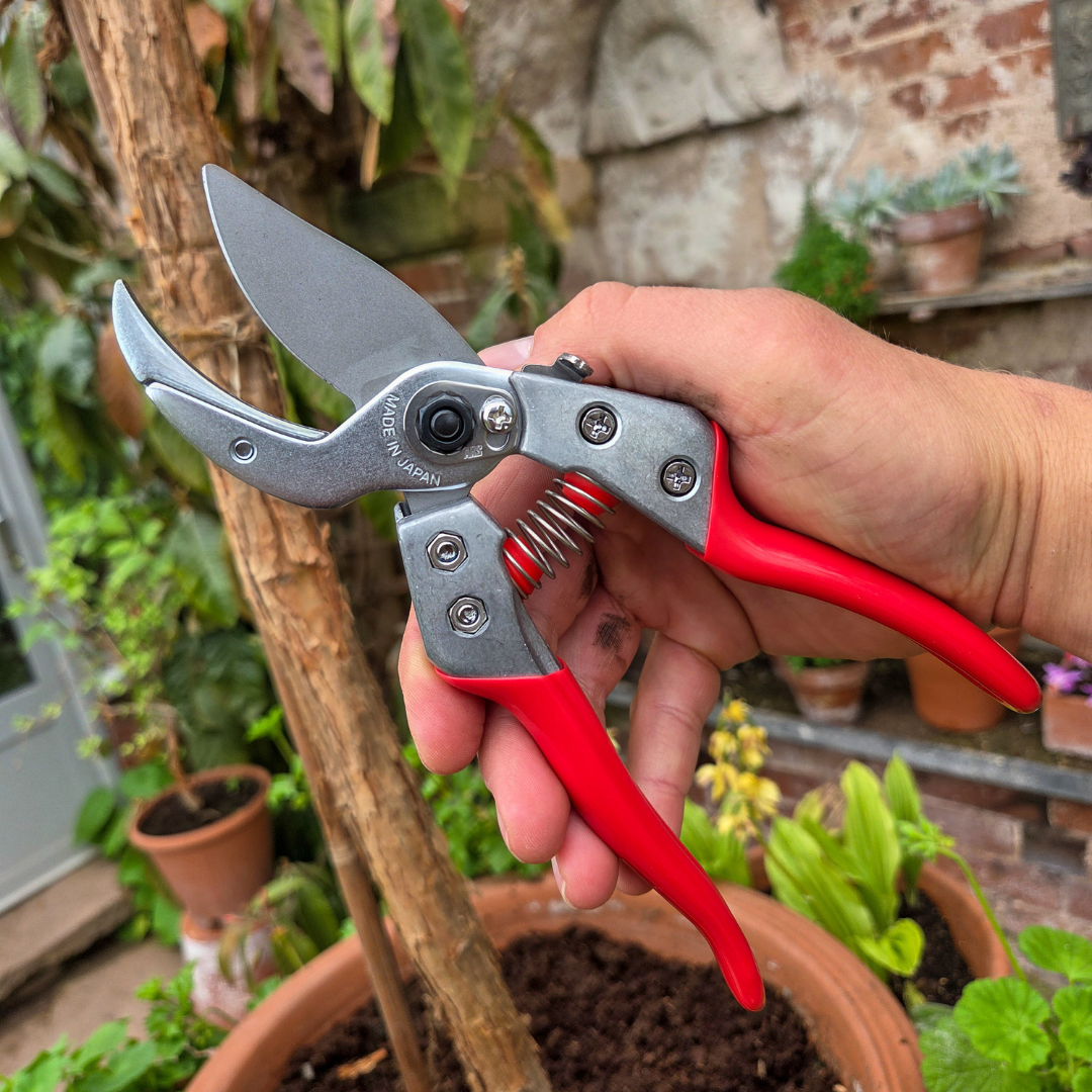 Professional Grade Japanese Anvil Secateurs - Tom's Yard