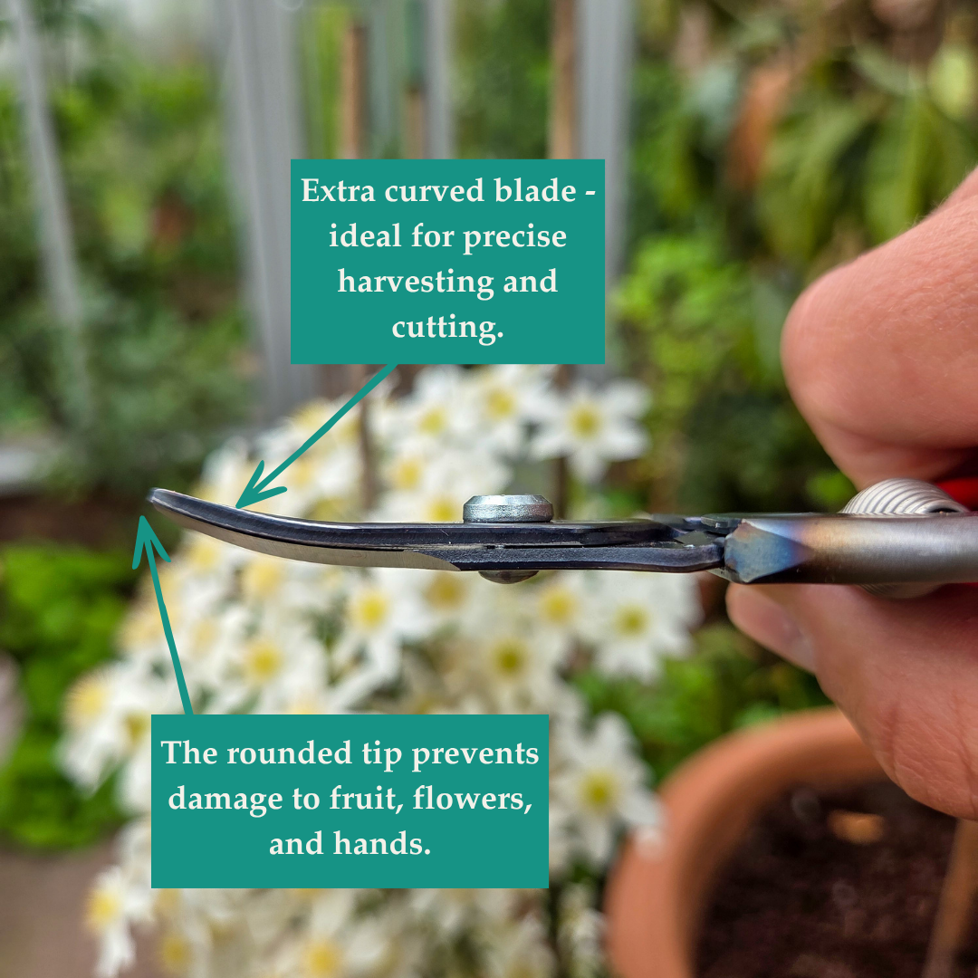Quality Japanese Harvest Snips - Tom's Yard