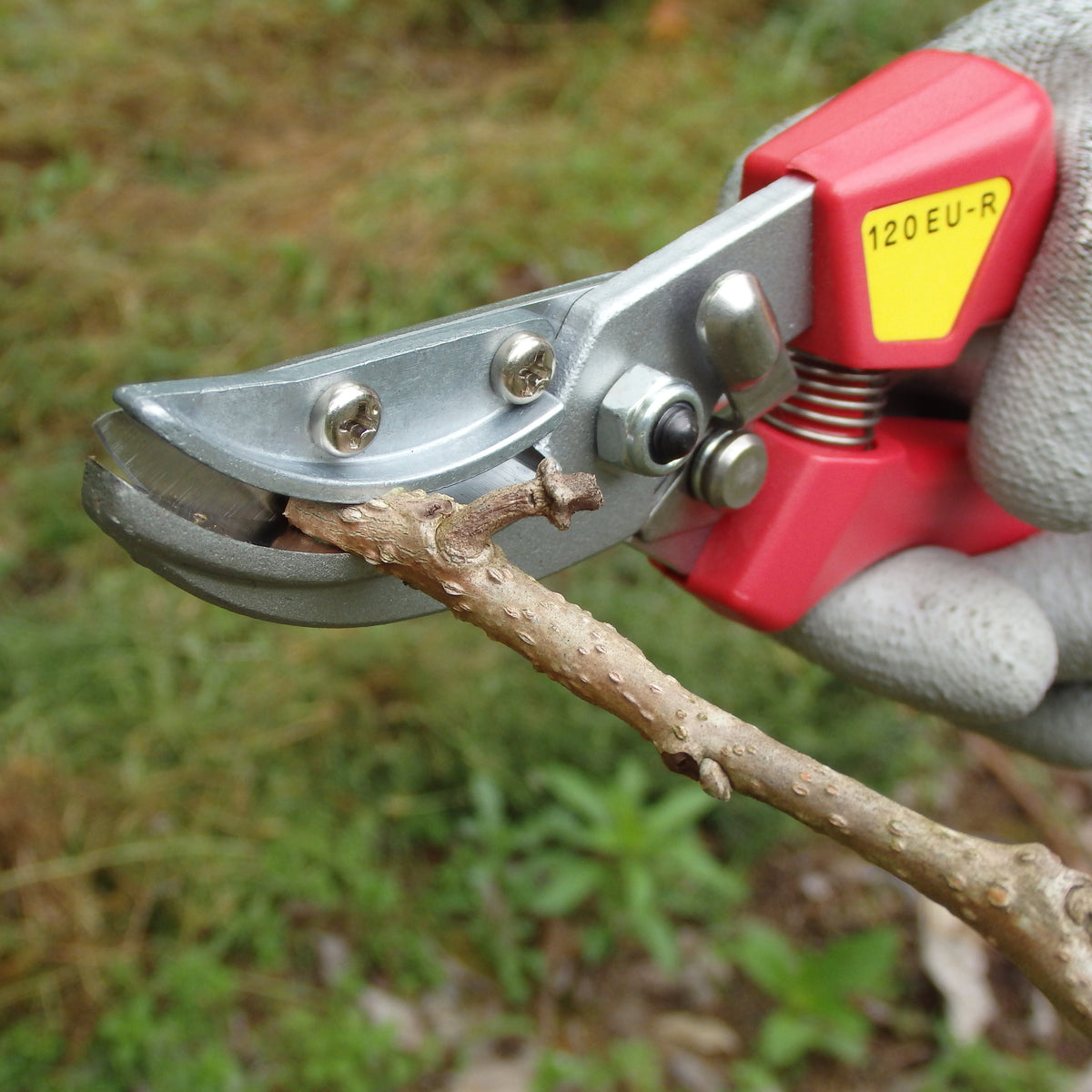 Precision Pruning with Rose Pruning Secateurs