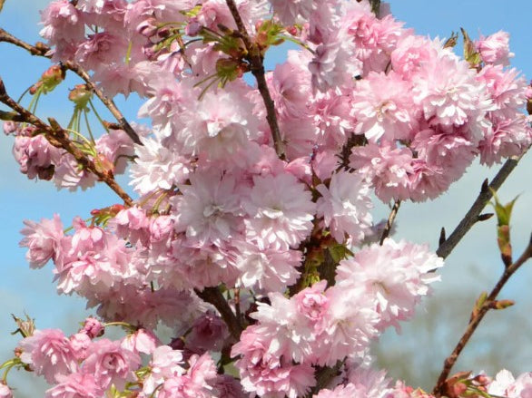 Prunus 'Asano' - Tom's Yard