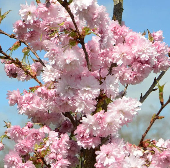 Prunus 'Asano' - Tom's Yard