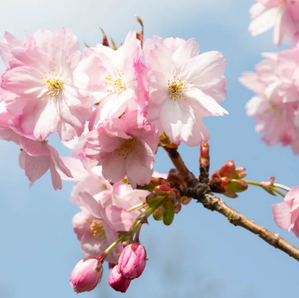 Prunus ‘Beni-yutaka’ - Tom's Yard