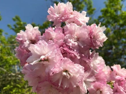 Prunus 'Little Pink Perfection' - Tom's Yard