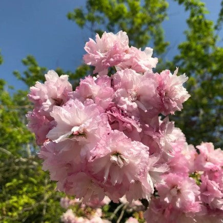 Prunus 'Little Pink Perfection' - Tom's Yard