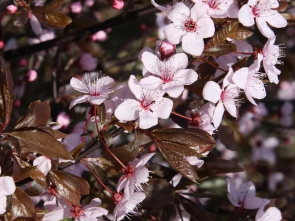 Prunus cerasifera ‘Nigra’ - Tom's Yard