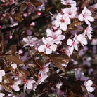 Prunus cerasifera ‘Nigra’ - Tom's Yard