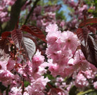 Prunus ‘Royal Burgundy’ - Tom's Yard