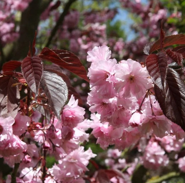 Prunus ‘Royal Burgundy’ - Tom's Yard