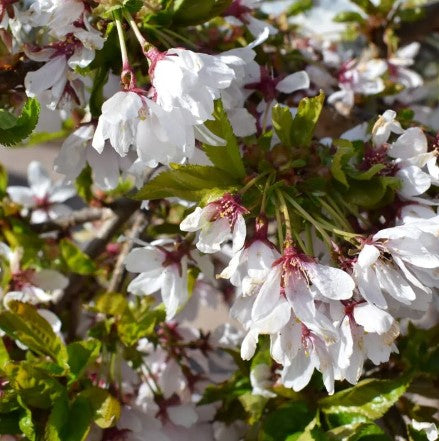 Prunus ‘Snow Showers’ - Tom's Yard