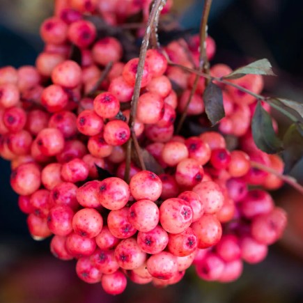 Sorbus ‘Eastern Promise’ - Tom's Yard