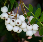 Sorbus ‘Glendoick White Baby' - Tom's Yard