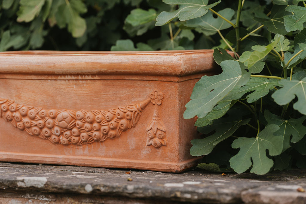 News Tagged "autumn plants" Tom's Yard