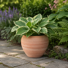 Sofia Italian Terracotta Pot - Tom's Yard