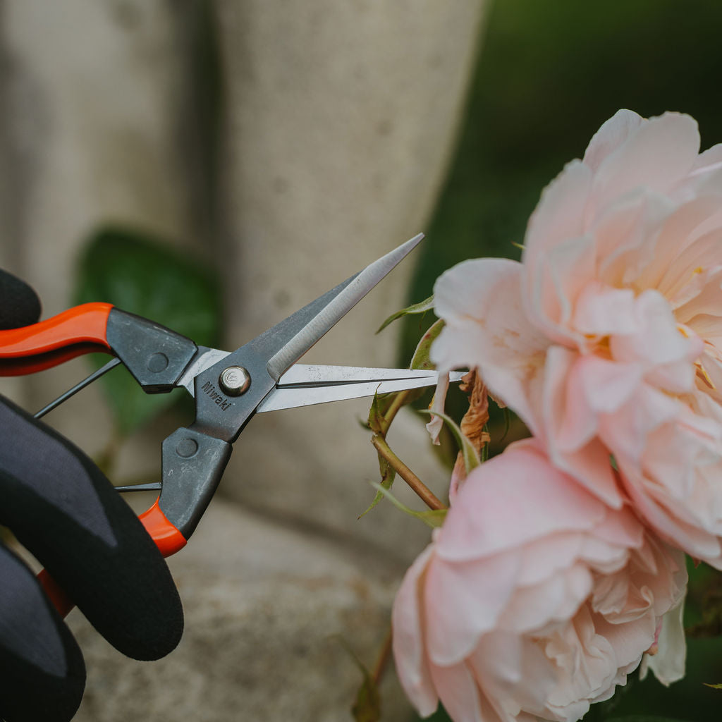 Rose snips discount