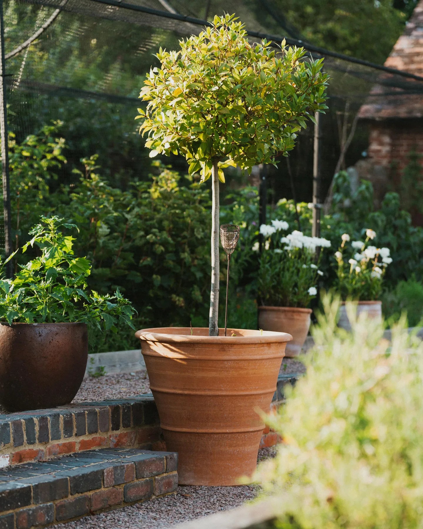 Tapered Cretan Terracotta Planters - Tom's Yard