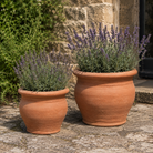 Fra Angelico Italian Terracotta Pot Planter - Tom's Yard