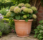 Francesca Campana Italian Terracotta Planter - Tom's Yard