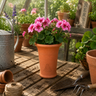 Tom's Yard Terracotta 'Long Tom' Pots - Tom's Yard