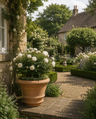 Donatello Classic Italian Terracotta Planters - Tom's Yard