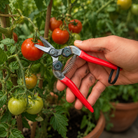 Quality Japanese Harvest Snips - Tom's Yard